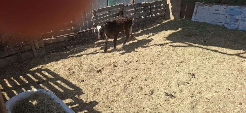 продам телочку за 250000т