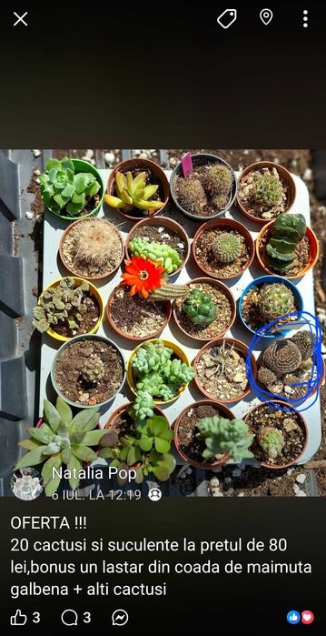 Oferta cactusi si suculente