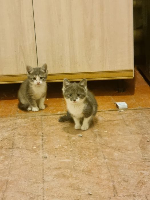 Отдам котят в хорошие руки