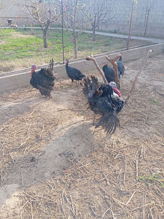 Индюк индюки самец