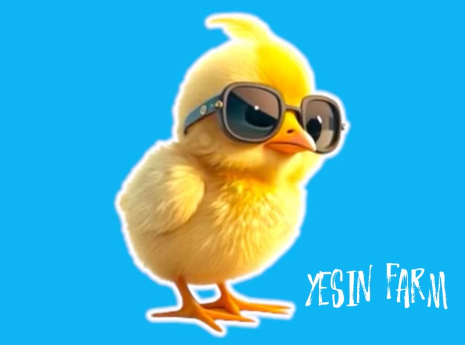 Инкубационные яйца бройлера арбор айкрес здоровое потомство