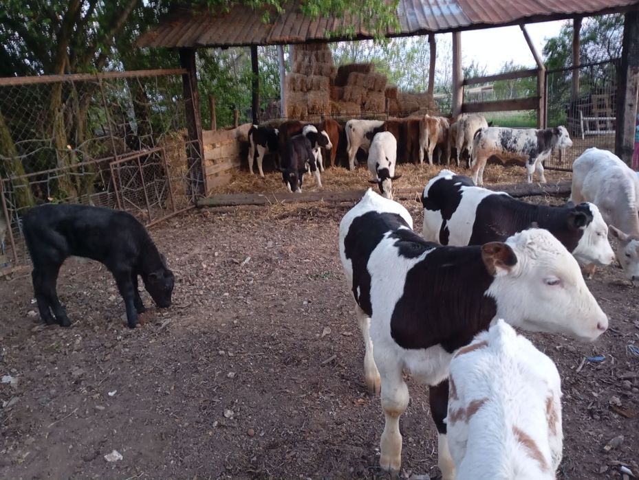 Vând vitei intarcati