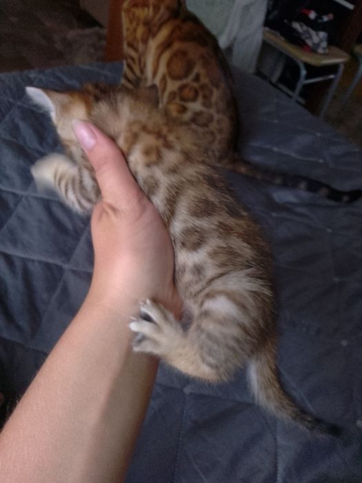 Бенгальские котята