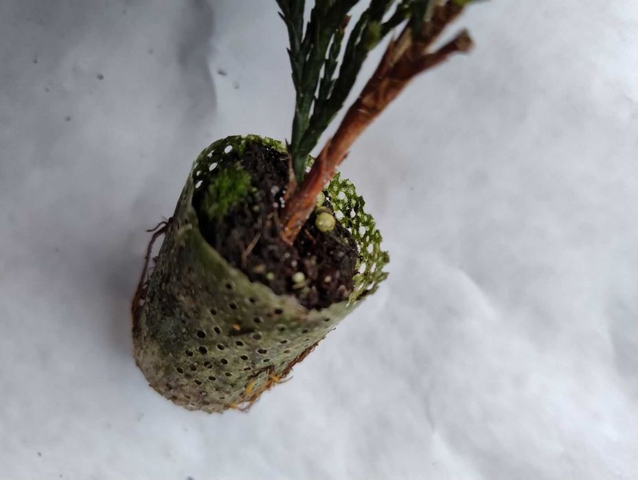 Кипарис Лейланди, Cupressocyparis leylandii, в мултипалети.