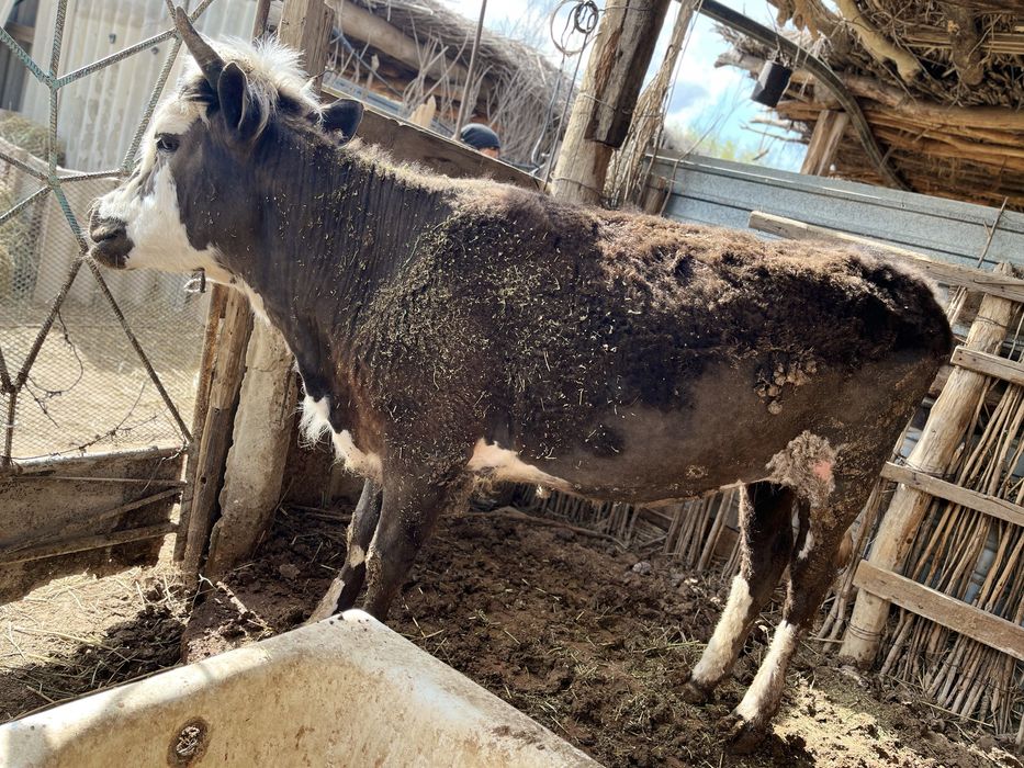 Баспақ сатылады, күйі жақсы.  семіз.