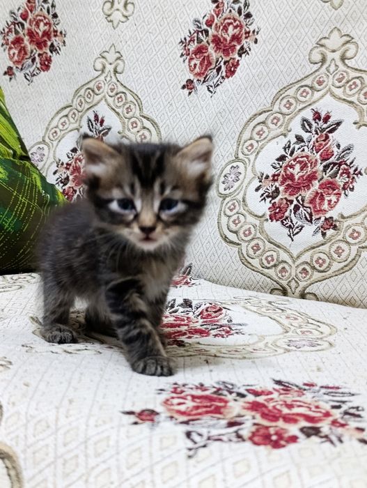 Отдам в добрые руки котят