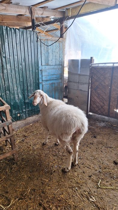 Ассалам Алейкум продаётся переярка