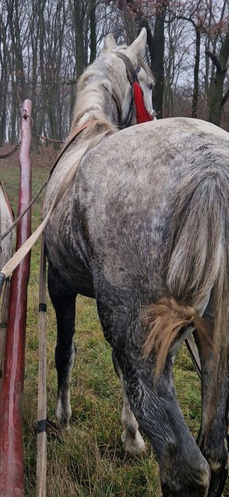 Iapa sura disponibila