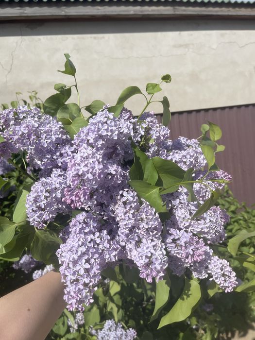 Сирень букет жасаймыз