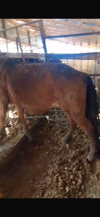 Буаз бие сатылады