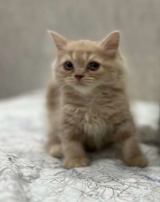 Котенки мушукчалар