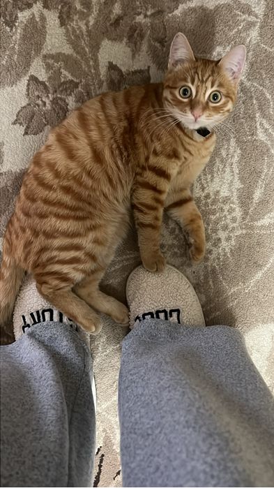 Пропал кот Малая станица