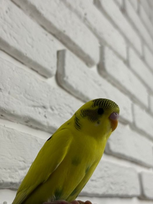 Волнистые попугаи