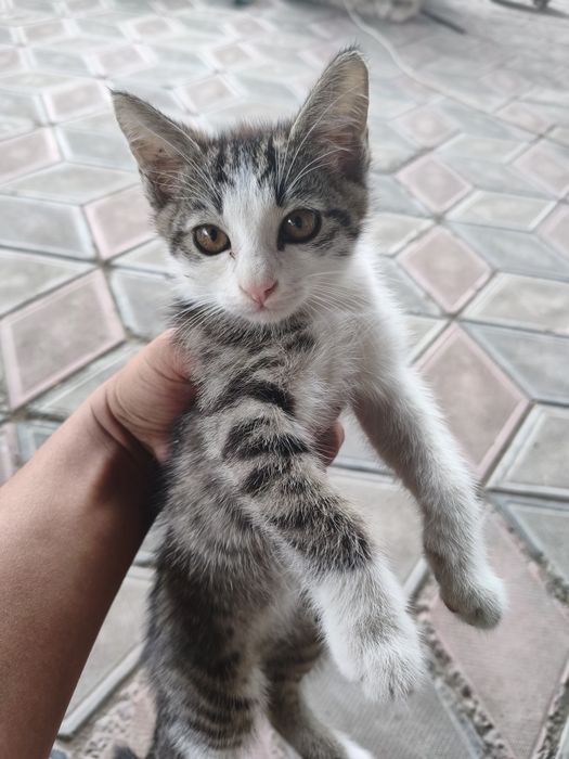 Отдам котят бесплатно