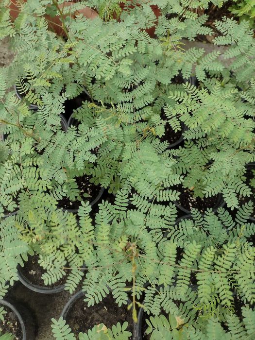 Цезалпиния - Растения