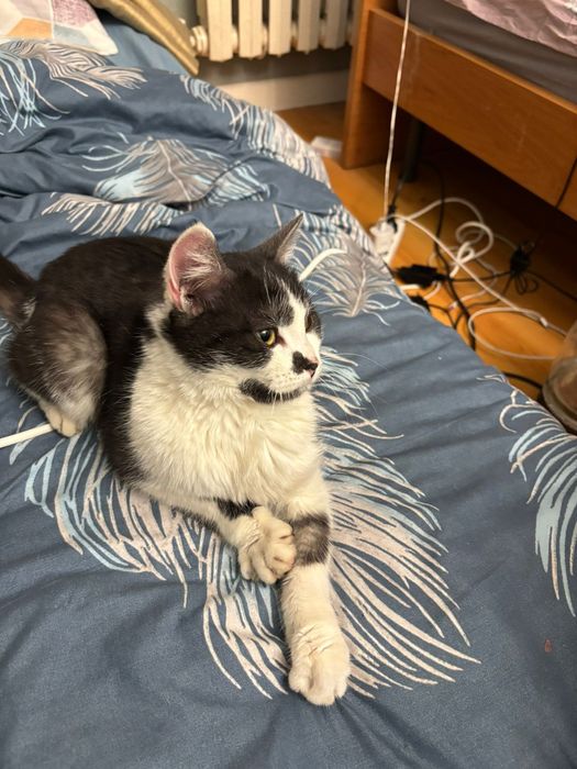 Срочно котик в добрые руки