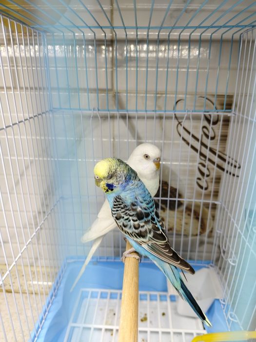 Попугай комплект