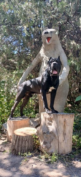 Кобели Кане-корсо на вязку