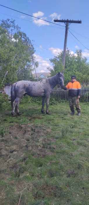 Продам табунного жеребца