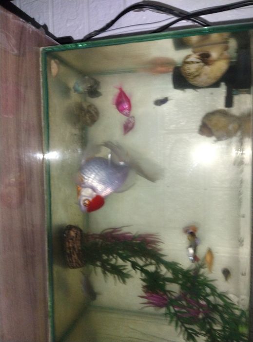 Аквариумные рыбки