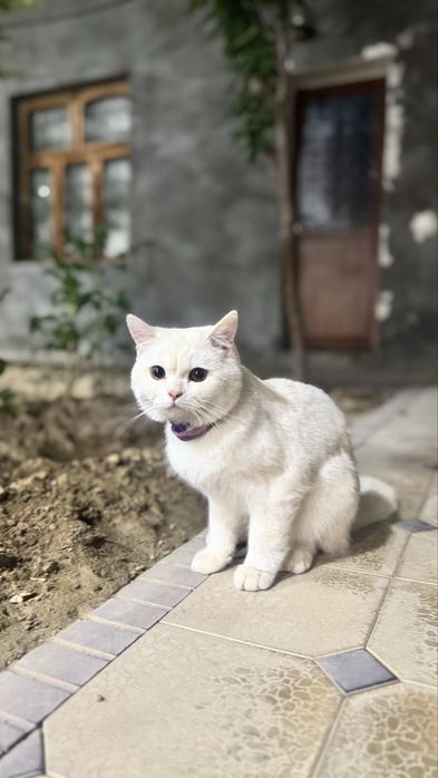 Чистый британский короткошерстный кот — спокойный и красивый, 1+ год