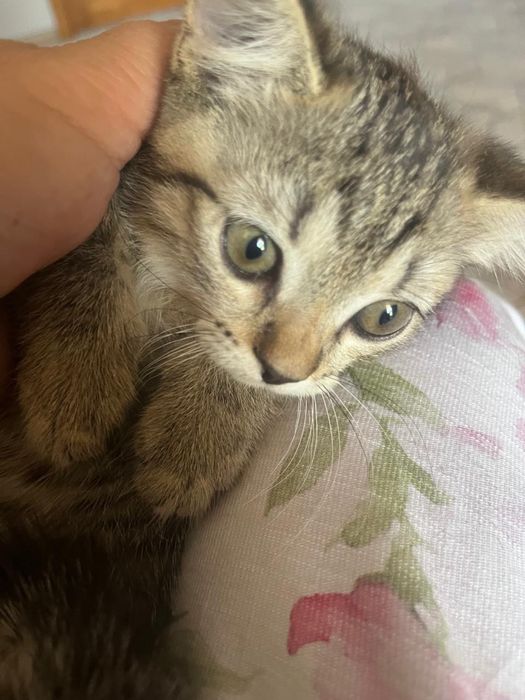 Скотиш фолд котенок