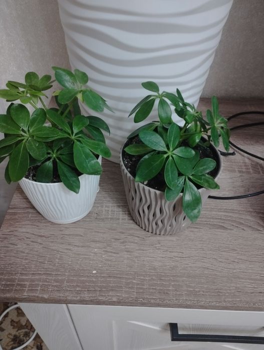 Комнатные цветы: аглаонема, район Евразии