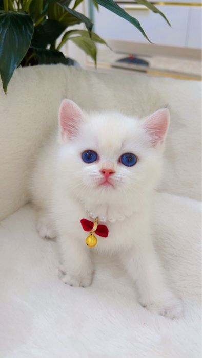 Поинт 2ойли киз бола