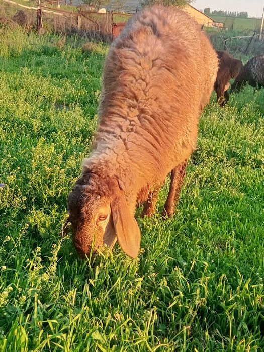 Барашек кучкар арашан