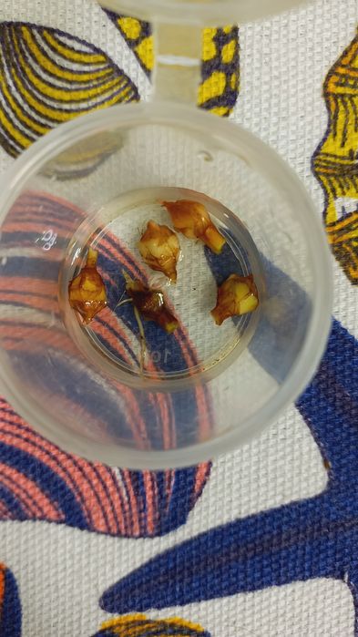 Вариегатные алоказии