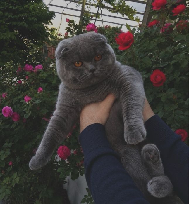 Шикарные шотландцы! Котята скоттиш фолд