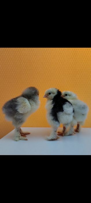 Pui de găină Brahma . plymouth și australorp