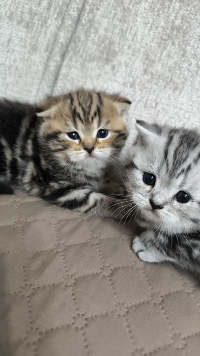 Продам шотландских котят