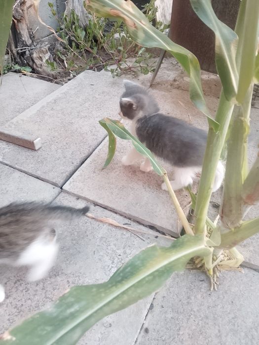 Котята в хорошие руки