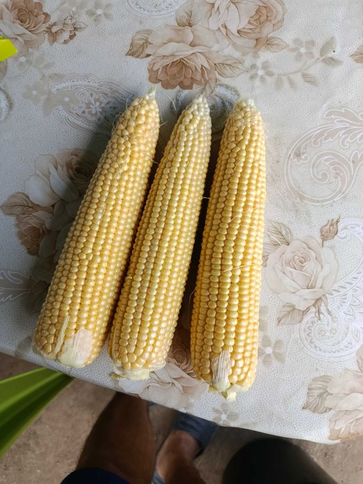 Сладка царевица Месинджър