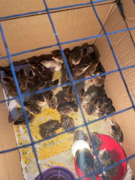 Цесарки циплята 3-х недельные