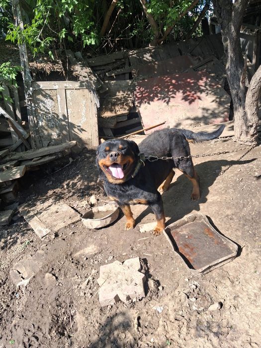 Продаётся собака (ротвейлер)