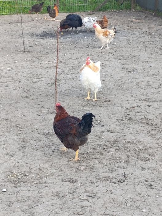 Катунски  петлета  млади