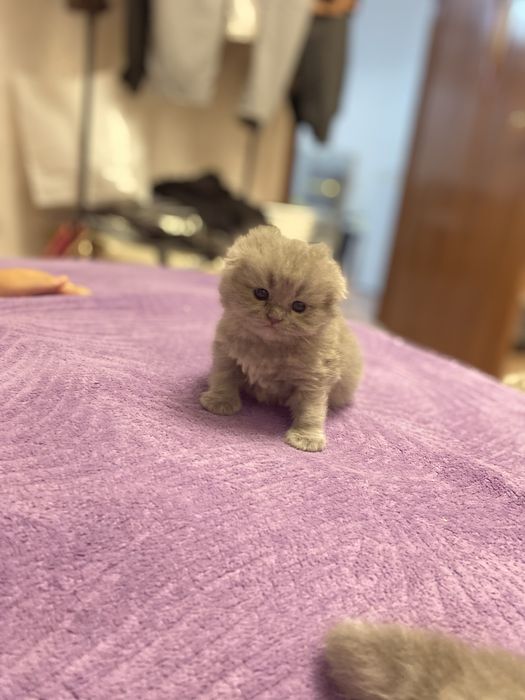 Шотланские котята