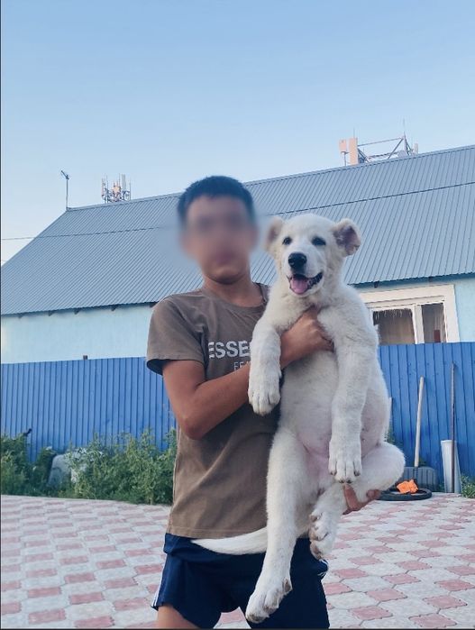 Алабай продоется