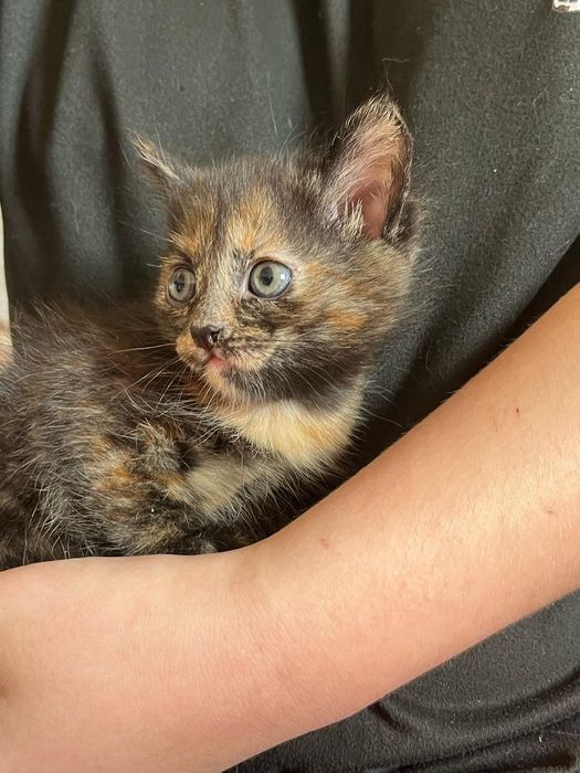 Котята кошки мысык