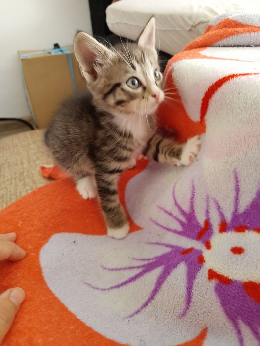 Котята ищут семью
