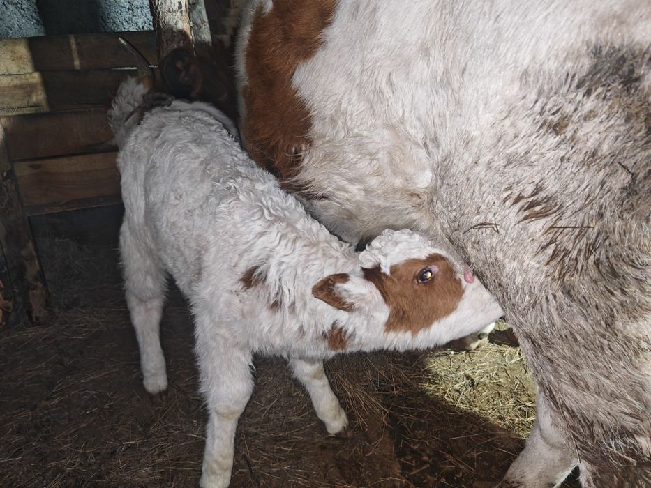 Бзаулы сыйыр сатам