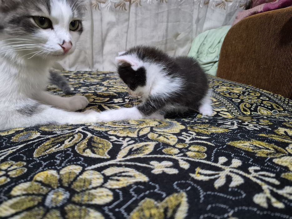 Котята хорошие добрые