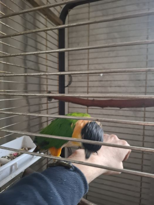 Caique blând Mascul