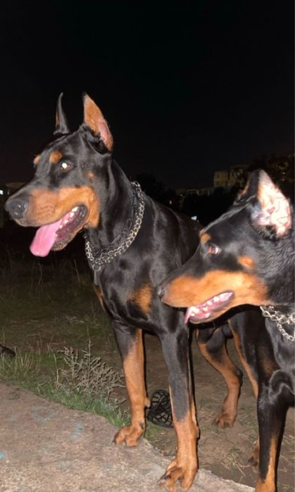 Dobermani pui de vanzare