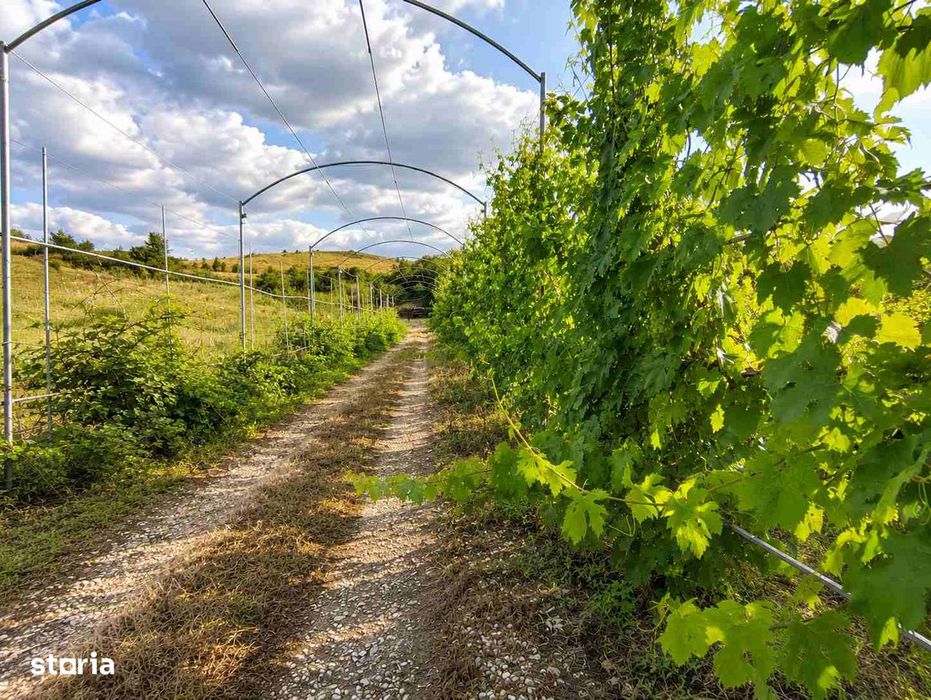 De vânzare | Casă de vacanță cu teren de 4.453 mp | Cojocna