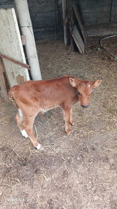 Продам теленка 1 месяц