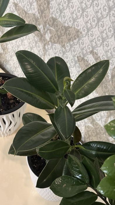 Продаеся комнатные цветы