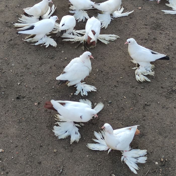 Голуби домашние СК